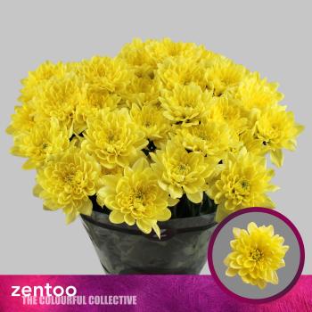 Vollsortiment - Chrysantheme große verzweigte, gefüllt gelb